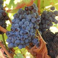 Grape Cannonau di Sardegna