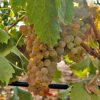 Grape Vermentino di Sardegna